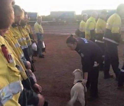 Workers in Hi-Vis lined up in rows as a sniffer dog and its handler walk between them trying to detect drugs. Used in the page Links to Useful Sites For Online Entrepreneurs