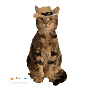 A cat wearing a brown cowboy hat used as a model for one of Spockets premium products. A premium crown bottom left Used in the article, Spocket app Products Review. 