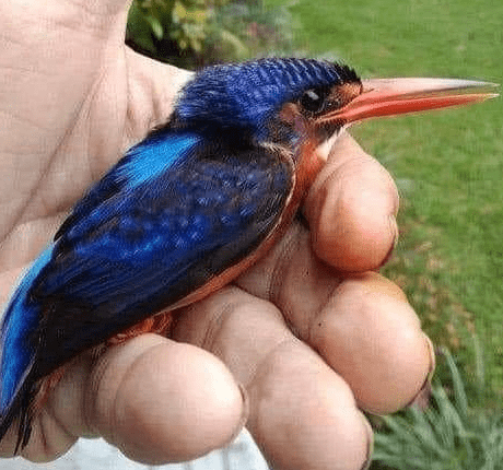 A blue Kingfisher 