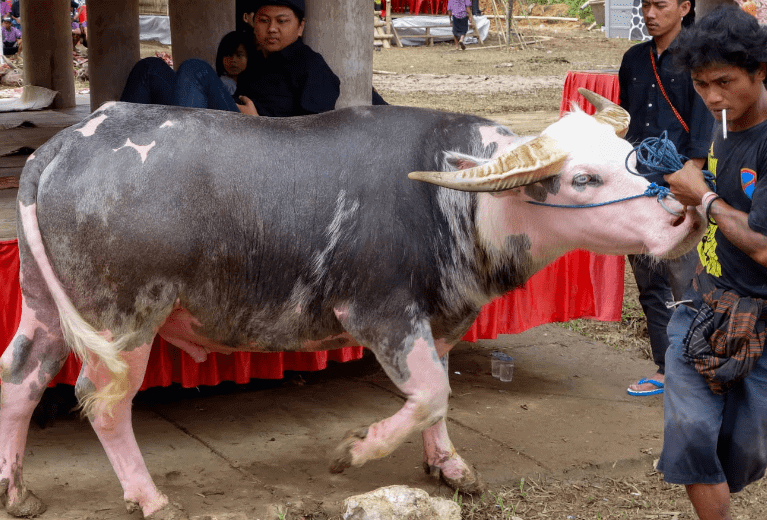 An Albino water buffalo being prepared for a Torajan funeral. Used in the article Death and Dying in Torajan Culture.