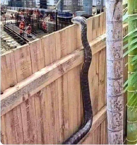11 unusual hobbies you might try. A snake looking over a fence. Used in the article 11 unusual hobbies you might try.