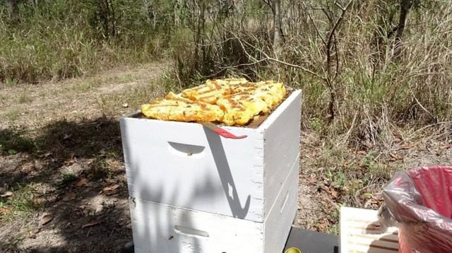 Langstroth beehive showing honeycomb on top of the frames. used in the article 11 unusual hobbies you might like to try.