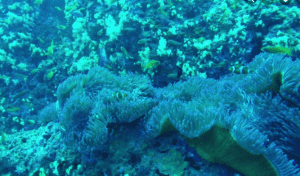 An Under water photo of coral reef, showing small fish flowering coral. Used in the article, , IAP College Certificate Course Review
