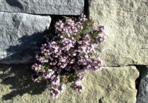An Image of plants growing out of a rock wall. Used in the article 7 Pro Level Landscaping Hacks.